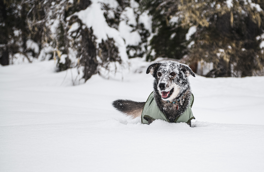dog lying in the snow in skhoop dog coat